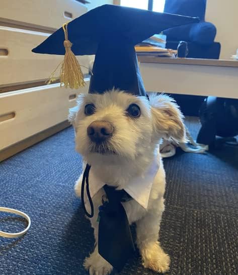 Capinho de formatura com colarinho de gravata borboleta, chapéu de graduação de filhote, filhote orgulhoso de uma bandana de graduação