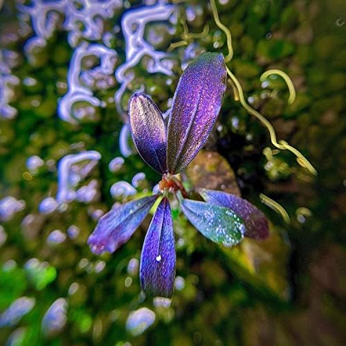 PLANTEREST - Bucephalandra Brownie Ghost Tissue Culture Culture Grow Aquarium Plant Decorações de água doce tropical Buy2Get1Free