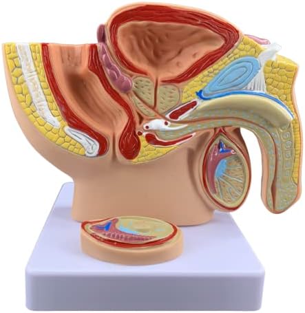 Modelo de próstata masculino KH66ZKY - Modelo de anatomia genitais femininos - para aprendizado de ensino médico, ferramenta de ensino