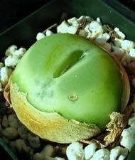 Conophytum rato, mesembriantemi rari esicoto suculento roccia viva pietre semi 15 semi -
