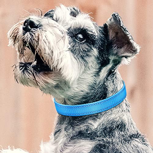 Petjoy Barking Collar com tiras totais de 3 colarinho