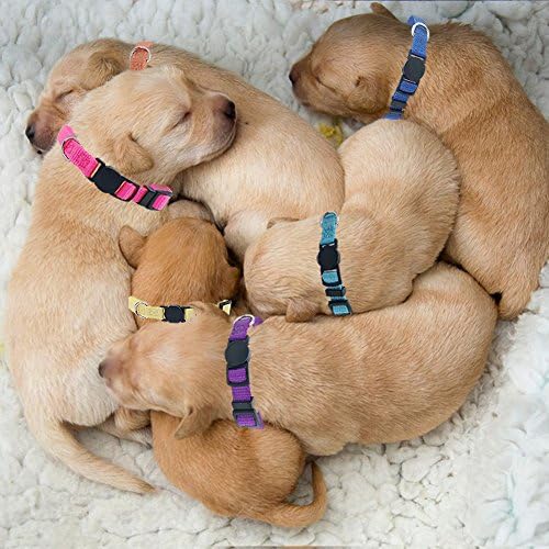 16 PCS Puppy Id Collars Nylon Identificação Sofra