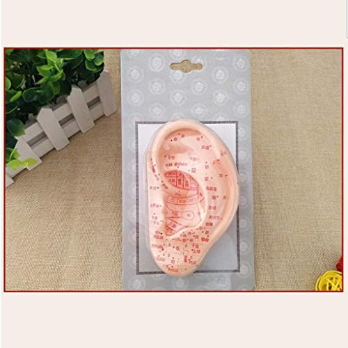 Modelo de Anatomia de Ear Kh66zky - Modelo de Ear de Acupuntura Médica - Profissional 13 cm PVC Material HD Lettering 1PC