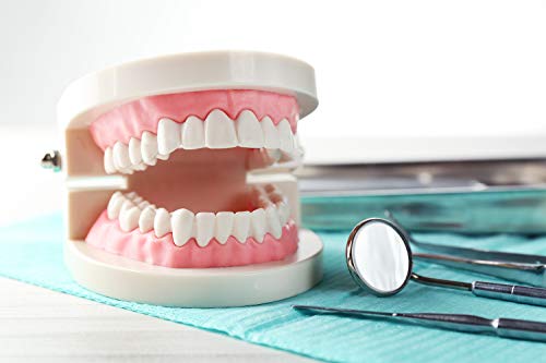 2 Pacote de dentes padrão modelo Adulto Modelo de dentadura de demonstração padrão adulto para crianças ensino odontológico,