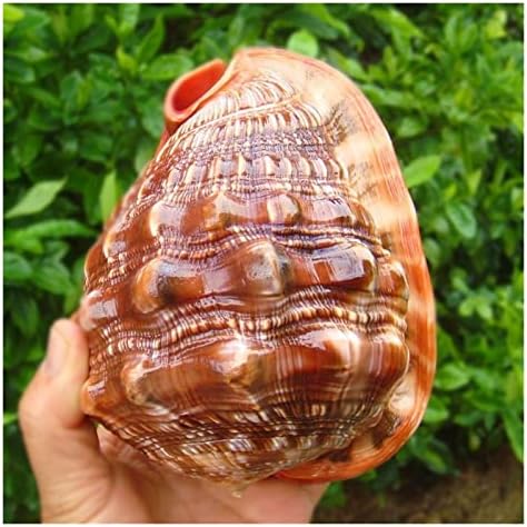 Grande conchas de conchas Million Million Treasure Snail Bogut Rack Decoração em casa Tanque de peixes paisagismo Mediterrâneo