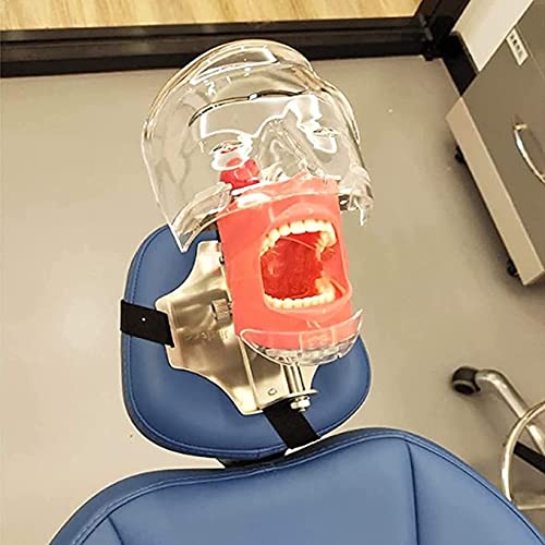 Simulador dental Manikin Phantom Head Modelo de dentes dentários educacionais plásticos com montagem em bancada para educação