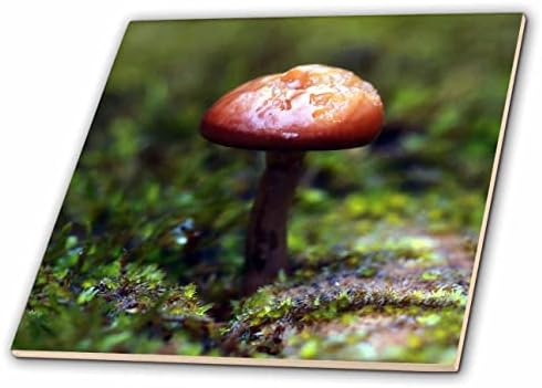3drose Stamp City - Nature - uma fotografia macro de um cogumelo que cresce em musgo. - Azulejos