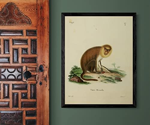 Monk Saki Primata Monkey Vintage Wildlife Decor de escritório de aula Zoologia Ilustração Antique Poster de Belas Artes - 11x14 - Arquivo Matte