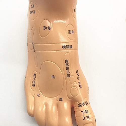 Modelo de acupuntura de pés humanos KH66ZKY Modelo de acupuntura HD de acupuções detalhadas de acupuções marcadas com