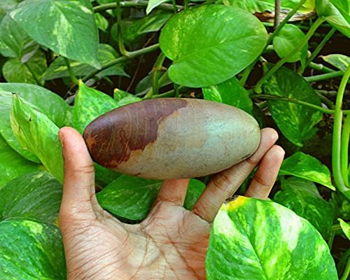 Narmadeshwar natural shivling Narmada Shivlingam ~ I-5724