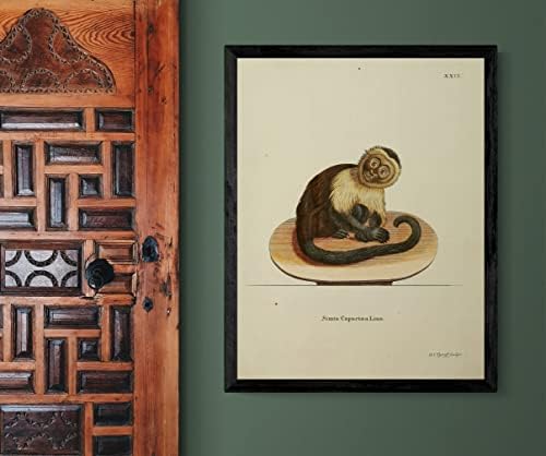 Panamanian White Faced Capuchin PriMate Monkey Vintage Wildlife Decor Zoologia Ilustração Antique Poster de Impressão de Fine Arte - 6x8 - Arquivo Matte
