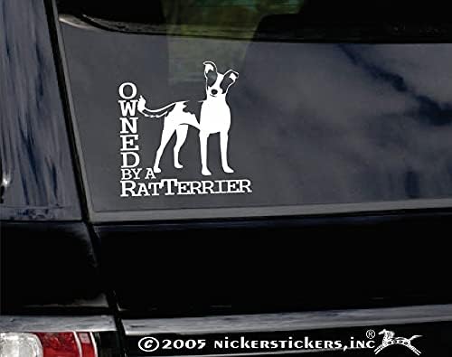 Propriedade de um Rat Terrier | Nickerstickers Decalque da janela de cachorro de vinil - orelhas com ponta e cauda longa