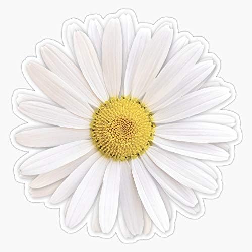 White Shasta Daisy Flor Floral Vinil adesivo impermeável adesivo de pára -choques de laptop Decalque 5