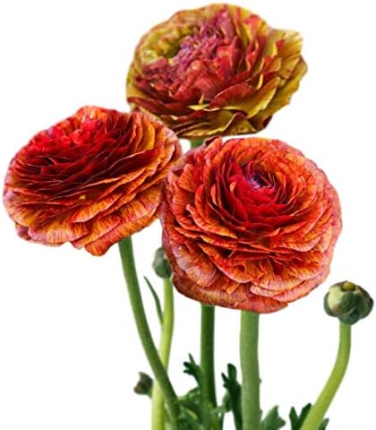 Ranunculus asiaticus tecolote 'arco -íris mix' bulbos de flores de manteiga persa - flores mistas, cultivadas profissionalmente