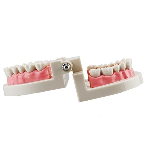 Melleco dentista dental Dentista adulto Modelo de ensino de dentes de demonstração de Typodont