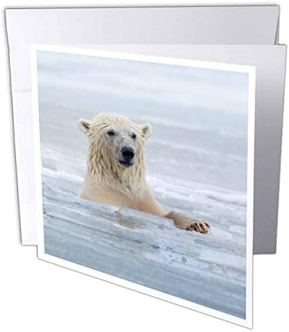 Ursos polares de 3drose nadando no gelo, kaktovic, alasca - cartão de felicitações, 6 por 6 polegadas