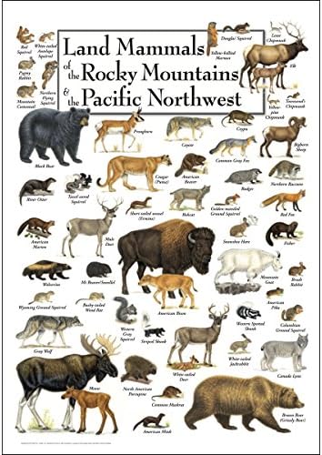 Poster da terra do céu + água - mamíferos terrestres das montanhas rochosas e do noroeste do Pacífico