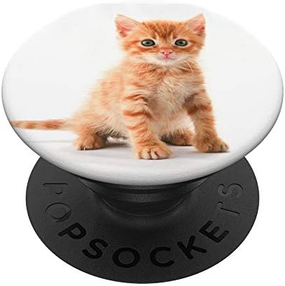 Kitten fofo - Flur branca vermelha laranja e olhos grandes - Equipamento - Popsockets PopGrip: Swappable Grip para telefones e tablets