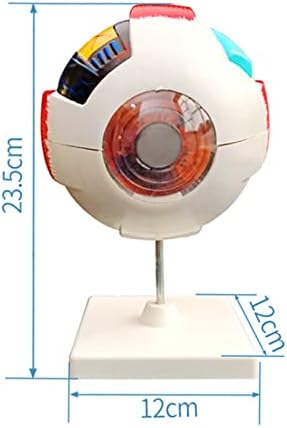 Modelo de globo ocular humano de ampliação de 6 vezes, simulação de ensino médico modelo anatômico, destacável 6 partes/8413