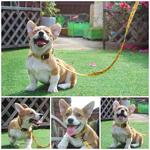 Garwor Dog Collar and Leash Set, 3 padrões divertidos de colarinho ajustável com fivela de bloqueio de segurança e ring em D, 5 pés correspondentes à colméia de cachorro