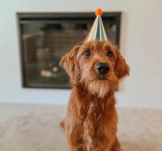 Spritz 24 CT Festas de aniversário de cachorro, chapéu de aniversário de cachorro, decoração de suprimentos para festas de