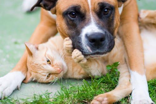 Suporte do trato urinário para cães - Complexo urinário saudável para animais de estimação - cães e gatos - Fórmula avançada para