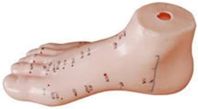 Modelo de acupuntura de ensino médico ZMX - modelo de acupuntura de 13 cm - Modelo de acupuntura chinesa do pé esquerdo - para modelo de exibição de ponto de acupuntura modelo