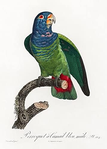 Papagaio de cabeça azul, Pionus Menstruus masculino - 1800 - François Levaillant - Caneca de Ilustração de Bird