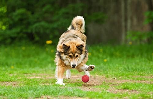 Bolas de cachorro de borracha confortáveis ​​para cães pequenos e médios - tamanho da bola de tênis - praticamente indestrutível