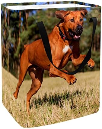 Djrow Roupas cesto Rodesian Ridgeback Dog grande armazenamento de armazenamento Roupas de cesto de roupa cesto cesto