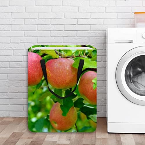 Apple Tree Print Collapsible Laundry Hork, 60l de lavanderia à prova d'água de lavar roupa de lavar roupas de roupas para o dormitório quarto do banheiro