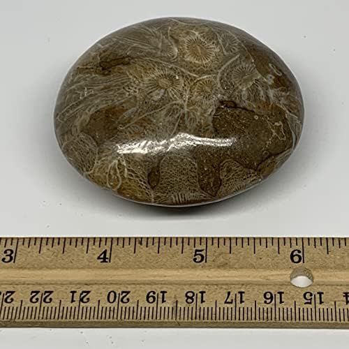 180.9G, 2,7 x2.4 x1.3 Fossils de coral Fossils Palm Stone Gallet Shape polido @morocco, Reiki Energy Crystal, Metafísico, B20320