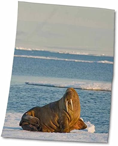 3drose Noruega, Svalbard, Spitsbergen. O touro de Walrus repousa sobre um bolo de gelo. - Toalhas