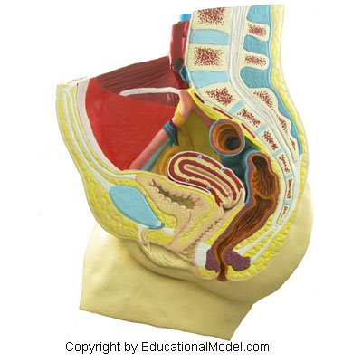 Pelvis feminina 0,5x Tamanho da vida 3D Modelo anatômico Educacional Anatomia