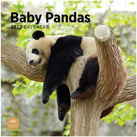 2023 Baby Pandas Monthly Wall Calendário por dia brilhante, 12 x 12 polegadas, Urso fofo