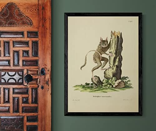 Spectral Tarsier PriMate Monkey Vintage Wildlife Decor de escritório de aula Zoologia Ilustração Antique Poster de